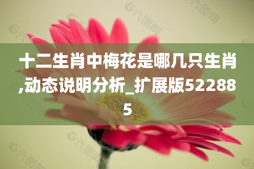 十二生肖中梅花是哪几只生肖,动态说明分析_扩展版522885