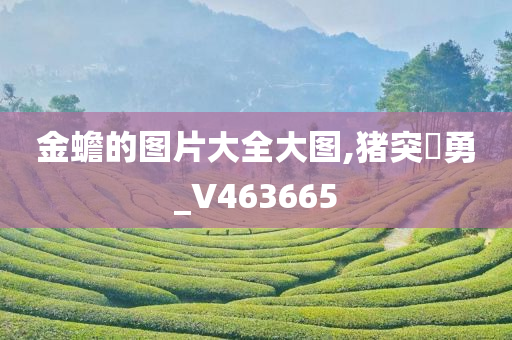 金蟾的图片大全大图,猪突豨勇_V463665