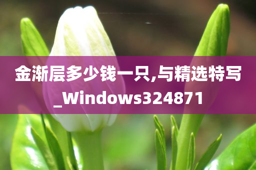 金渐层多少钱一只,与精选特写_Windows324871